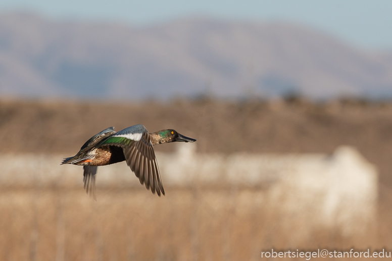 emily renzel wetlands